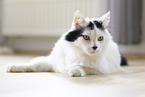 lying Turkish Angora