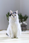 sitting Turkish Angora