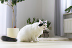 sitting Turkish Angora