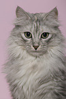 Turkish angora
