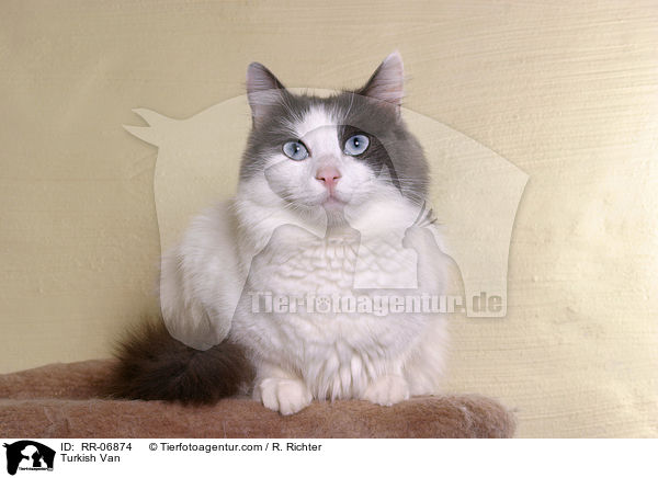 Turkish Van / RR-06874