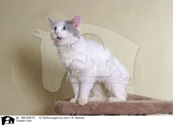 Turkish Van / RR-06875