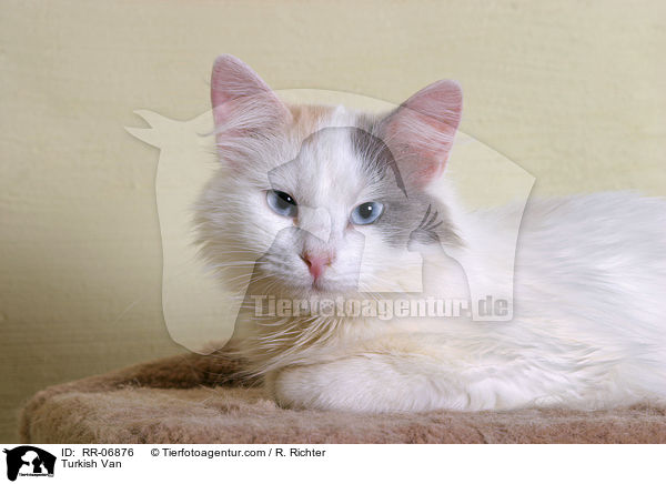 Turkish Van / RR-06876