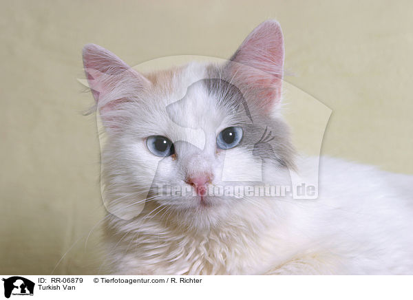 Turkish Van / RR-06879