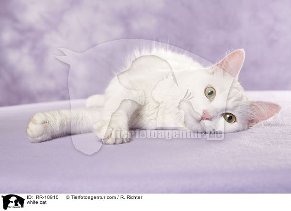 white cat / RR-10910