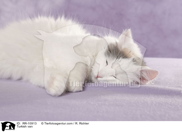 Trkisch Van / Turkish van / RR-10913