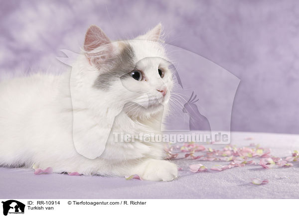 Trkisch Van / Turkish van / RR-10914