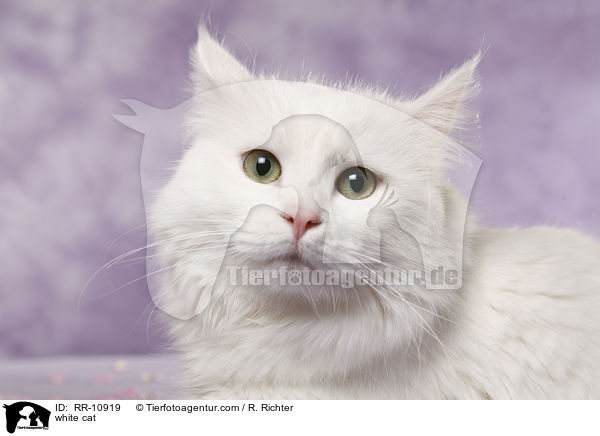 weie Trkisch Van / white cat / RR-10919