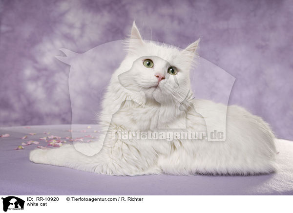 weie Trkisch Van / white cat / RR-10920