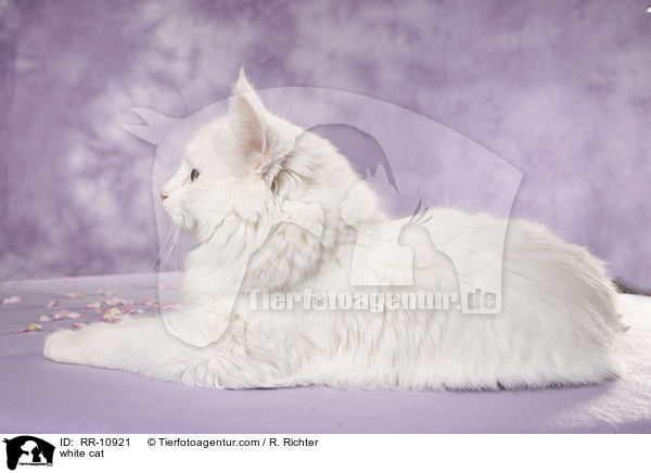 white cat / RR-10921