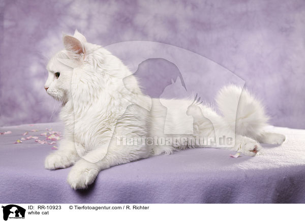 weie Trkisch Van / white cat / RR-10923