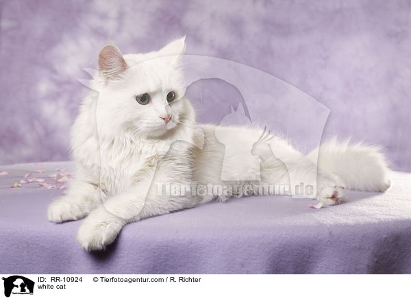 weie Trkisch Van / white cat / RR-10924