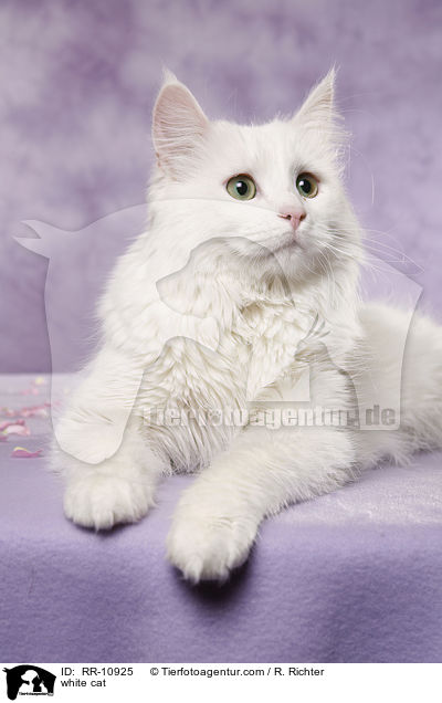weie Trkisch Van / white cat / RR-10925