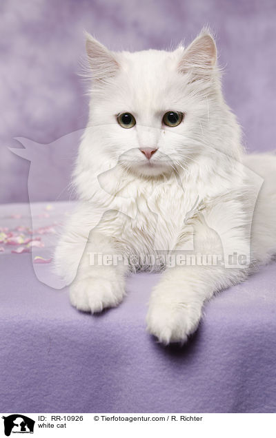 white cat / RR-10926