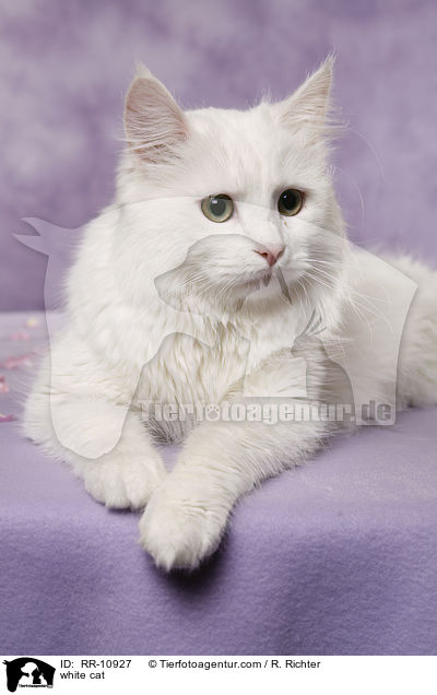 weie Trkisch Van / white cat / RR-10927