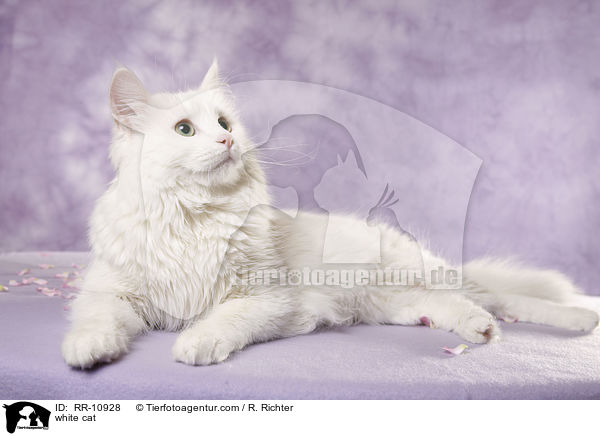 weie Trkisch Van / white cat / RR-10928