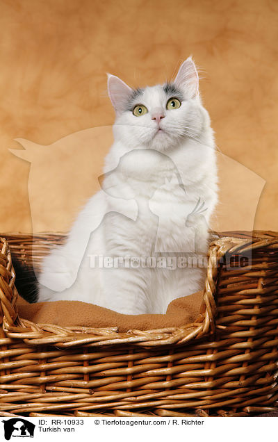 Trkisch Van / Turkish van / RR-10933