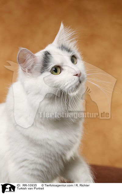 Turkish van Portrait / RR-10935