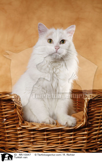 Turkish van / RR-10947