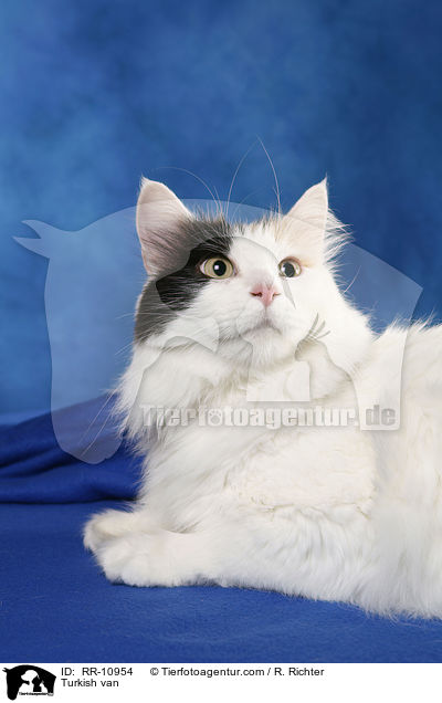 Trkisch Van / Turkish van / RR-10954