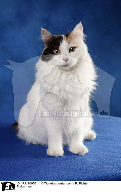 Trkisch Van / Turkish van / RR-10959
