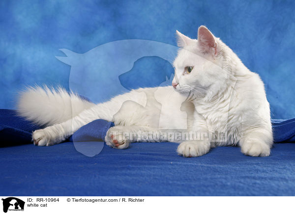 white cat / RR-10964