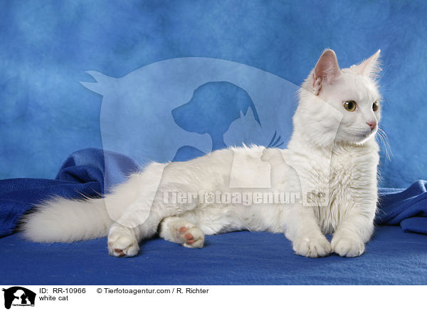 white cat / RR-10966