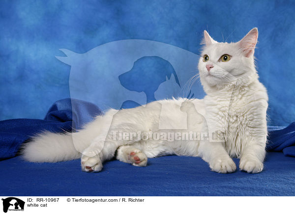 weie Trkisch Van / white cat / RR-10967