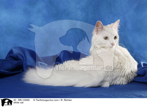 white cat / RR-10968