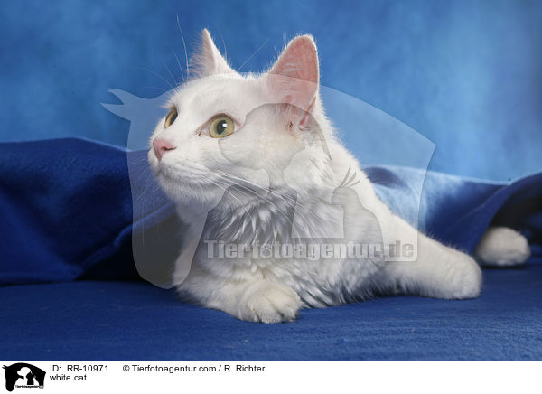 weie Trkisch Van / white cat / RR-10971