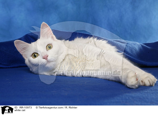 weie Trkisch Van / white cat / RR-10973