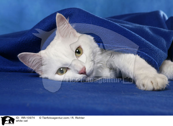 weie Trkisch Van / white cat / RR-10974