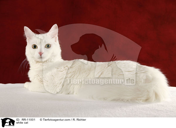 weie Trkisch Van / white cat / RR-11001