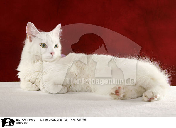 white cat / RR-11002