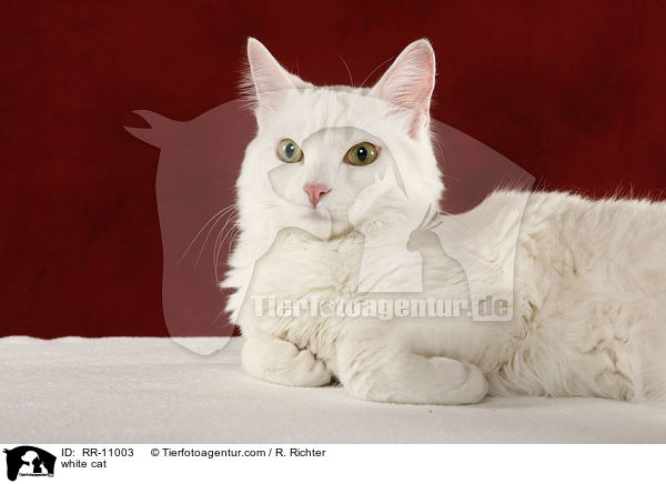 weie Trkisch Van / white cat / RR-11003