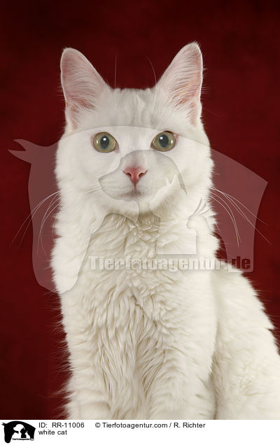weie Trkisch Van / white cat / RR-11006