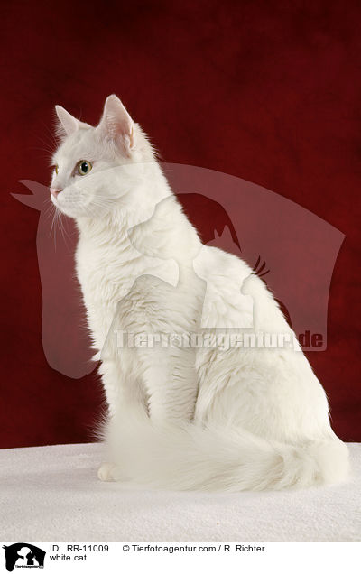 weie Trkisch Van / white cat / RR-11009