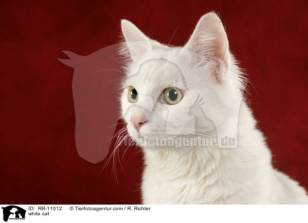 weie Trkisch Van / white cat / RR-11012