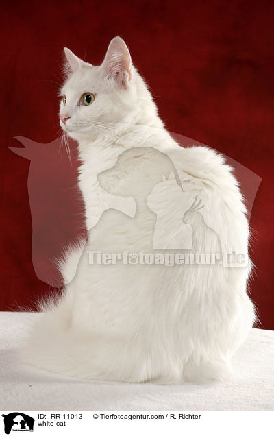 white cat / RR-11013