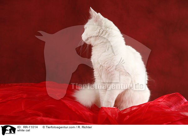 weie Trkisch Van / white cat / RR-11014