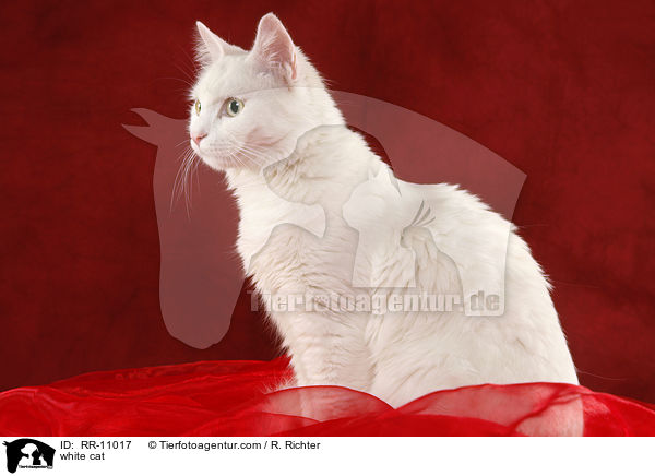 weie Trkisch Van / white cat / RR-11017