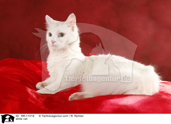 weie Trkisch Van / white cat / RR-11018