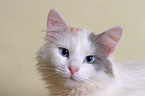 Turkish Van