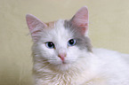 Turkish Van