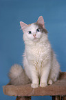 Turkish Van