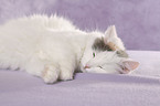 Turkish van