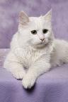 white cat