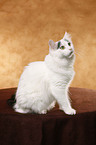 Turkish van