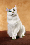 Turkish van