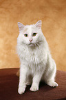 Turkish van